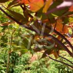 Acer palmatum 'Okken's' - Érable du Japon