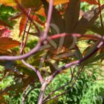Acer palmatum 'Okken's' - Érable du Japon