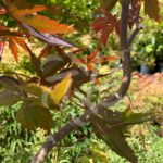 Acer palmatum 'Okken's' - Érable du Japon