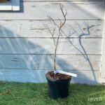 Acer palmatum 'Okken's' - Érable du Japon