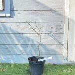 Acer Palmatum 'Shishigosan' - Érable du Japon