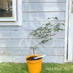 Acer Palmatum 'Super Ruby' - Érable du Japon