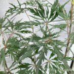 Acer Palmatum 'Super Ruby' - Érable du Japon