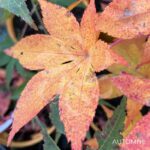 Acer Palmatum 'Sylvie' - Érable du Japon chez Palmatia Plantes