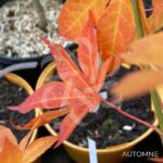 Acer Palmatum 'Sylvie' - Érable du Japon chez Palmatia Plantes