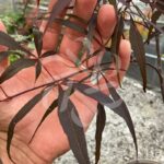 Acer Palmatum 'Tom' - Érable du Japon