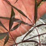 Acer Palmatum 'Tom' - Érable du Japon