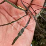 Acer Palmatum 'Tom' - Érable du Japon