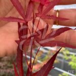 Acer Palmatum 'Tom' - Érable du Japon