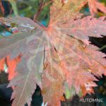 Acer shirasawanum 'Yasemin' - Érable du Japon