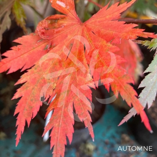 Acer shirasawanum 'Yasemin' - Érable du Japon