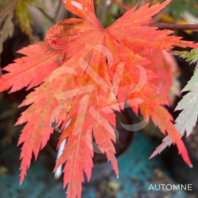 Acer shirasawanum 'Yasemin' - Érable du Japon