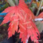 Acer shirasawanum 'Yasemin' - Érable du Japon