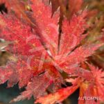 Acer shirasawanum 'Yasemin' - Érable du Japon