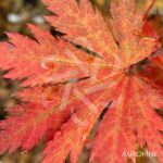 Acer shirasawanum 'Yasemin' - Érable du Japon