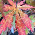 Acer shirasawanum 'Yasemin' - Érable du Japon