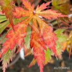 Acer shirasawanum 'Yasemin' - Érable du Japon
