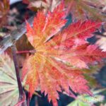 Acer shirasawanum 'Yasemin' - Érable du Japon