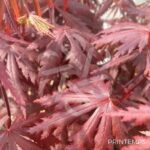Acer shirasawanum 'Yasemin' - Érable du Japon
