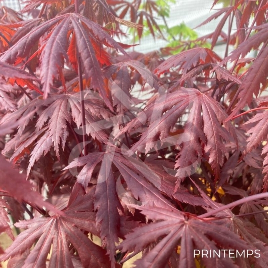 Acer shirasawanum 'Yasemin' - Érable du Japon