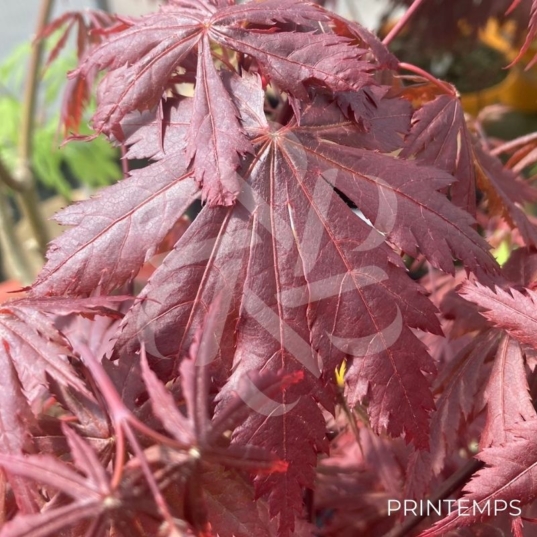 Acer shirasawanum 'Yasemin' - Érable du Japon