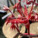 Acer shirasawanum 'Yasemin' - Érable du Japon