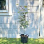 Acer shirasawanum 'Yasemin' - Érable du Japon
