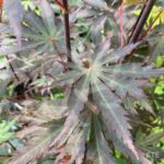 Acer shirasawanum 'Yasemin' - Érable du Japon