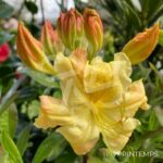 L'Azalée de Chine 'Harvest-Moon'