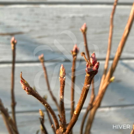 L'Azalée de Chine 'Harvest-Moon'