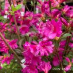 Azalea japonica 'Amoena' - Azalée du Japon