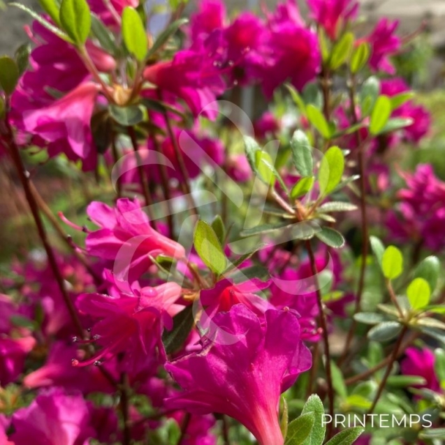 Azalea japonica 'Amoena' - Azalée du Japon