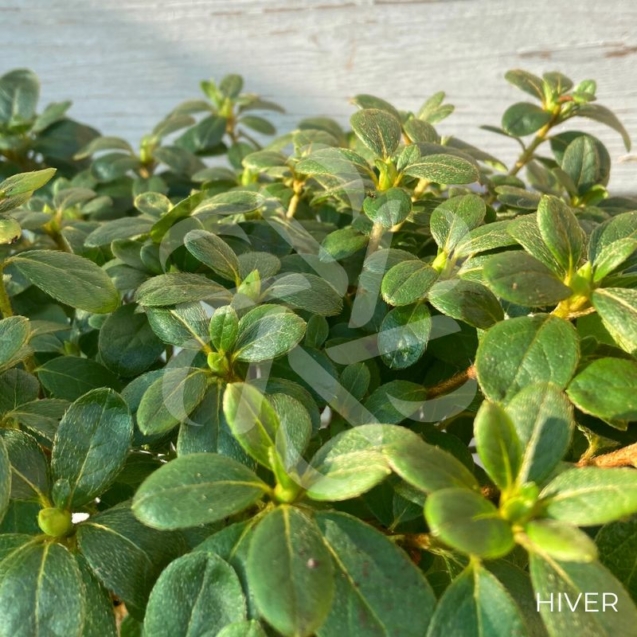 Azalée du Japon Encore 'Pure White'