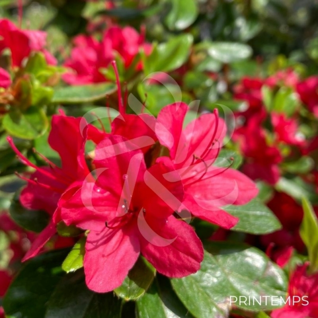 Azalée du Japon 'Hino Crimson'