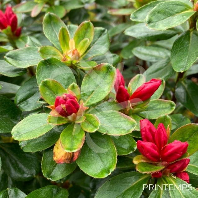 Azalée du Japon 'Hino Crimson'