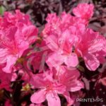 Azalea japonica 'Mme Van Hecke' - Azalée du Japon