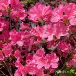 Azalea japonica 'Mme Van Hecke' - Azalée du Japon
