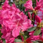 Azalea japonica 'Mme Van Hecke' - Azalée du Japon