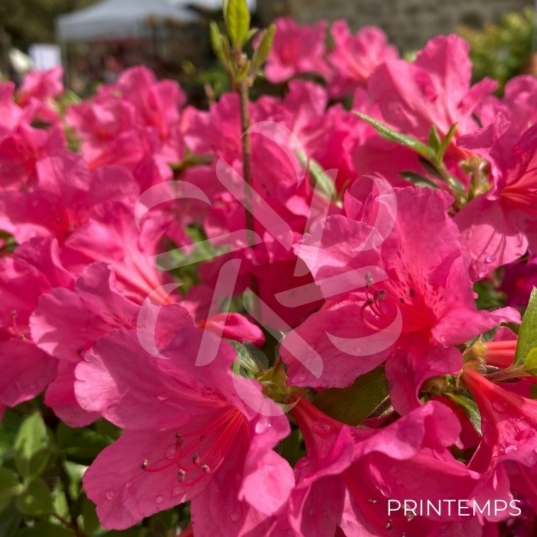 Azalea japonica 'Mme Van Hecke' - Azalée du Japon