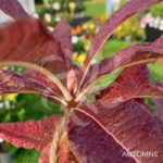 Azalée de Chine - Palmatia Plantes