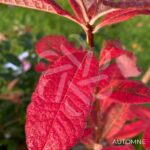 Azalée de Chine - Palmatia Plantes