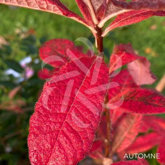 Azalée de Chine - Palmatia Plantes