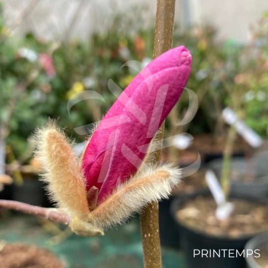 Magnolia loebneri 'Leonard Messel' - fleurs en format d'étoile