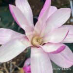 Magnolia loebneri 'Leonard Messel' - fleurs en format d'étoile