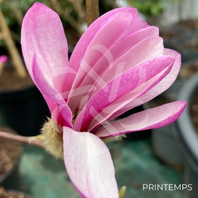 Magnolia loebneri 'Leonard Messel' - fleurs en format d'étoile