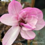 Magnolia loebneri 'Leonard Messel' - fleurs en format d'étoile