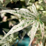 Acer palmatum 'Ukigumo' - Érable du Japon