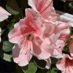 Azalée du Japon Encore 'Sunburst'