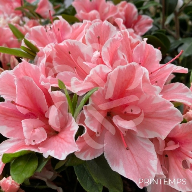 Azalée du Japon Encore 'Sunburst'