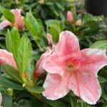 Azalée du Japon Encore 'Sunburst'